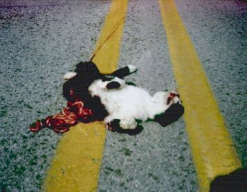 a dead cat
